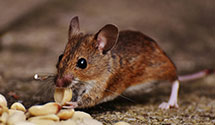 24 Hour & Emergency Exterminators in Freeport, ME